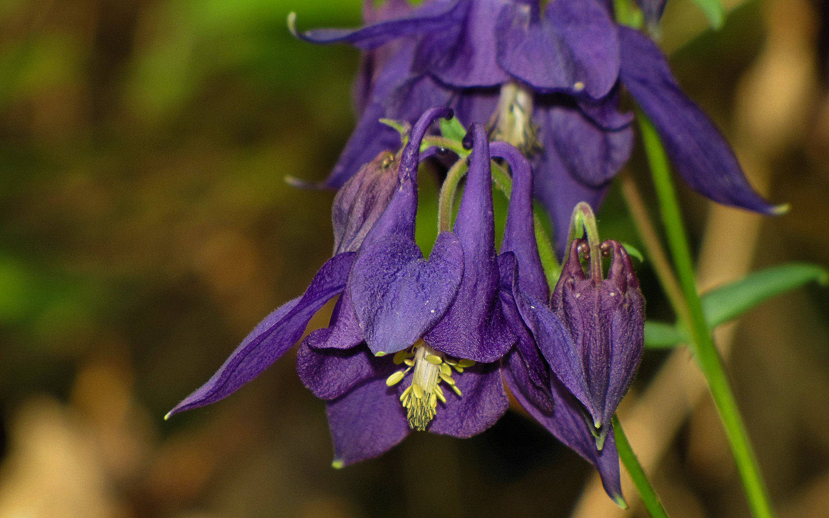 Aquilegia vulgaris?